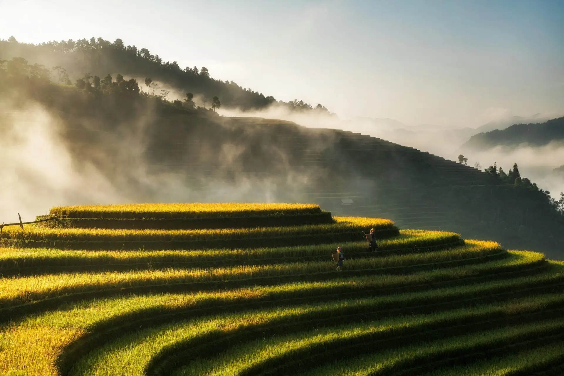 Rizières en terrasses dans les montagnes du nord du Vietnam