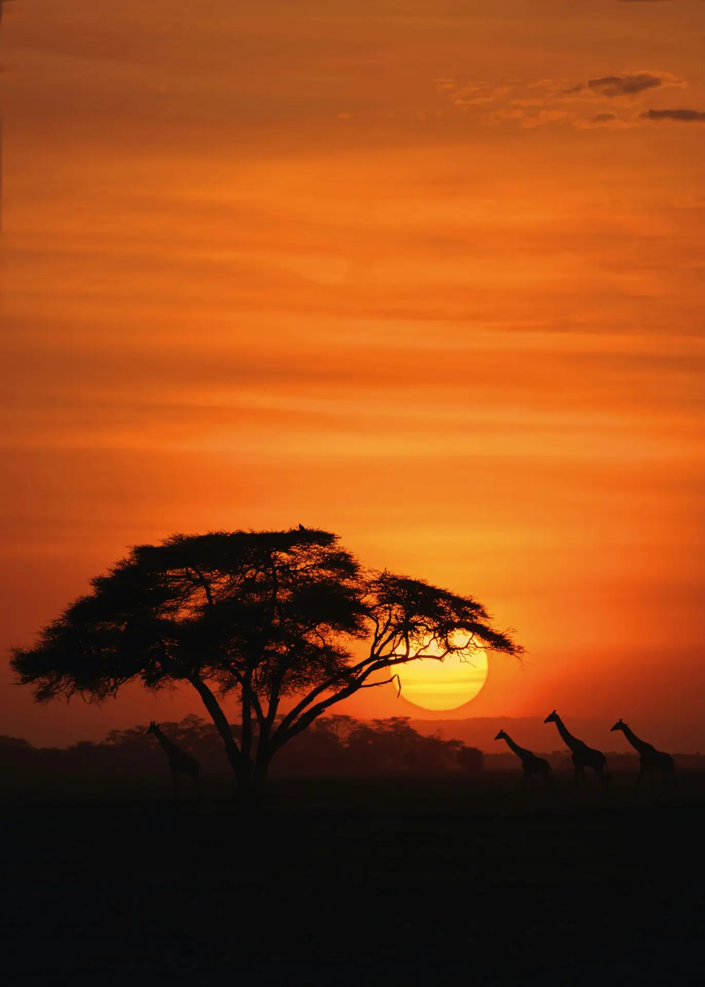 Girafes et acacia en silhouette dans la savane africaine au coucher du soleil