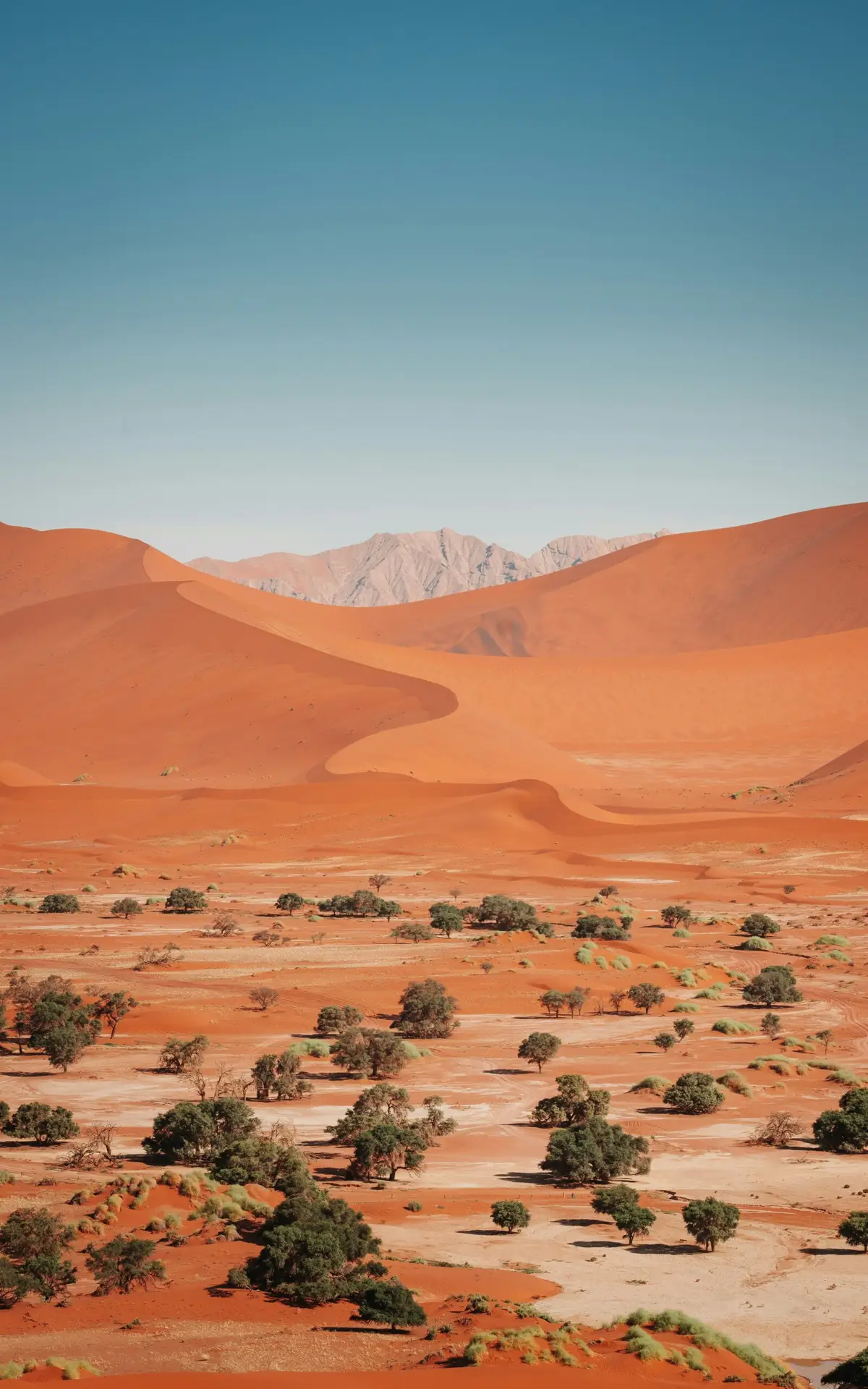 Dunes orangées et arbres dans le désert du Namib en Namibie